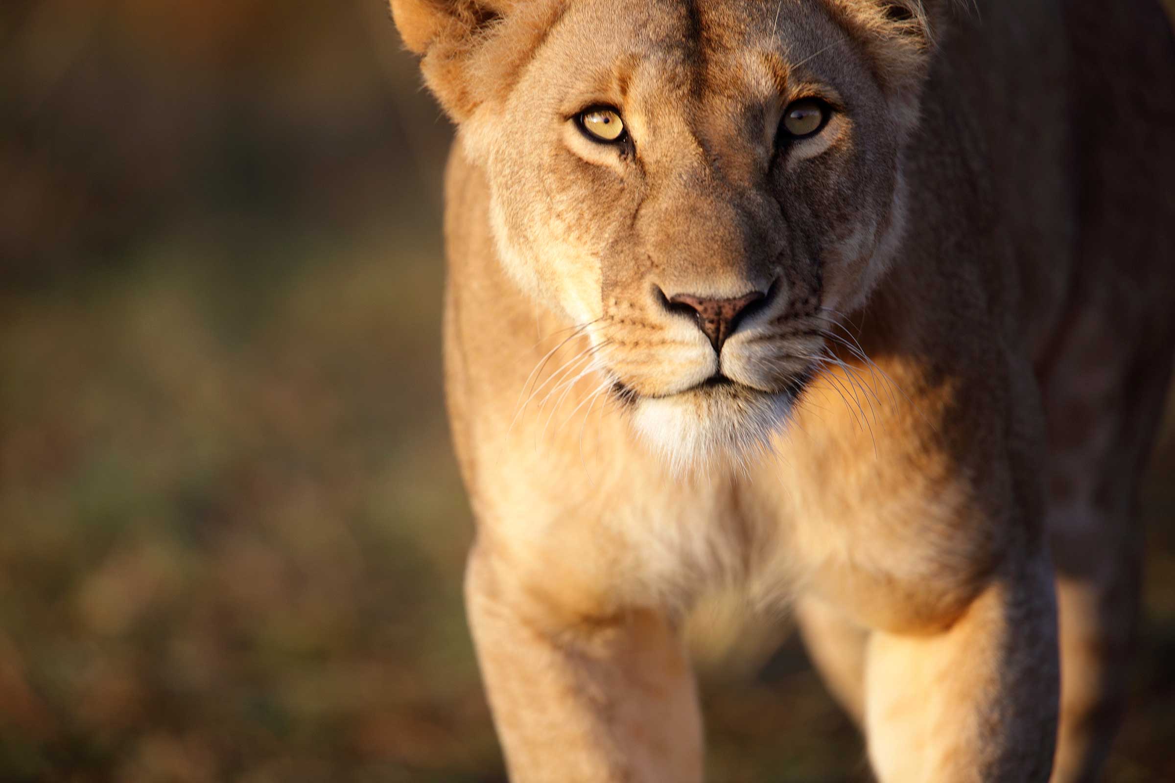 04-animals-changed-history-lioness africa wild stories