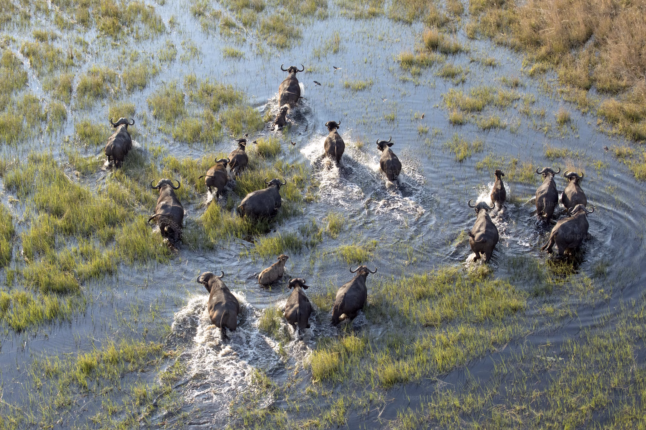 Okavango Delta africa wild stories